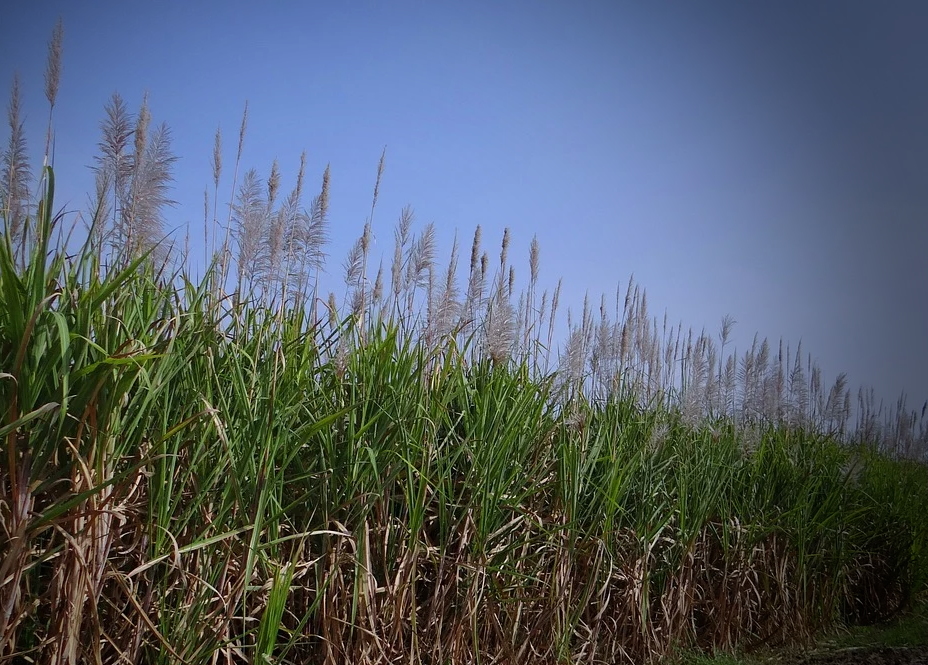 Cane field image